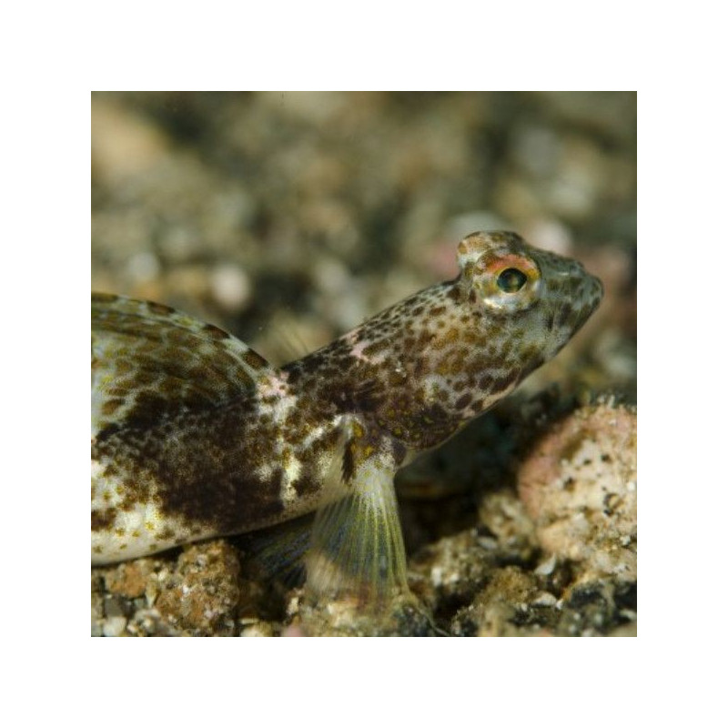 tomiyamichthys oni tomiyamichthys oni
