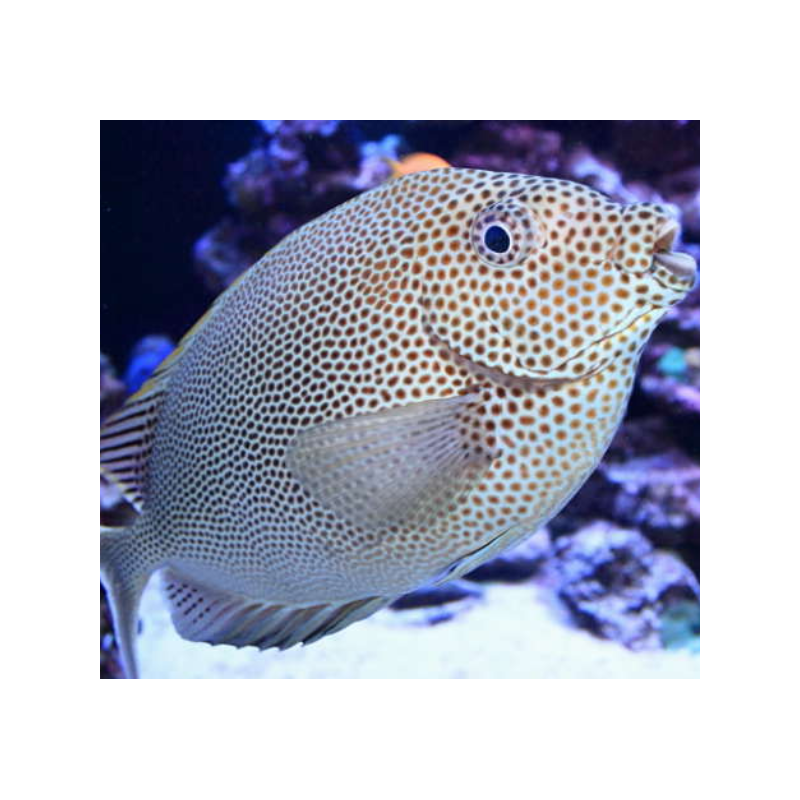 Siganus Stellatus Siganus Stellatus
