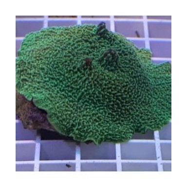Metarhodactis Fluor Green (M)