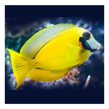 acanthurus pyroferus M YELLOW