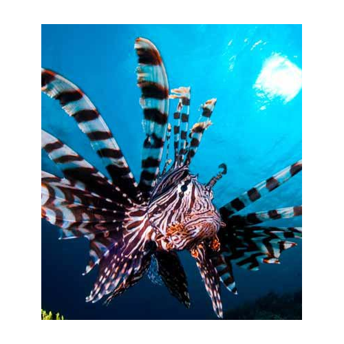 Pterois Volitans XXL
