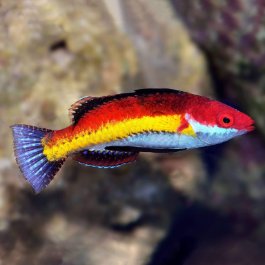 Cirrhilabrus Naokoae (Male)| Coralandfishstore.nl