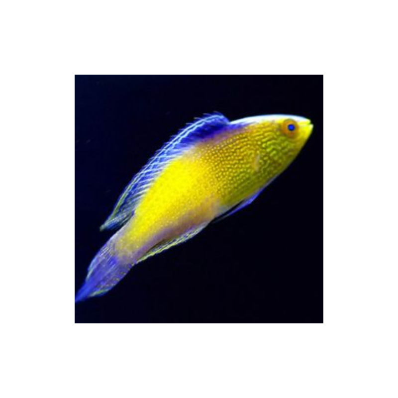 cirrhilabrus rhomboidalis cirrhilabrus rhomboidalis