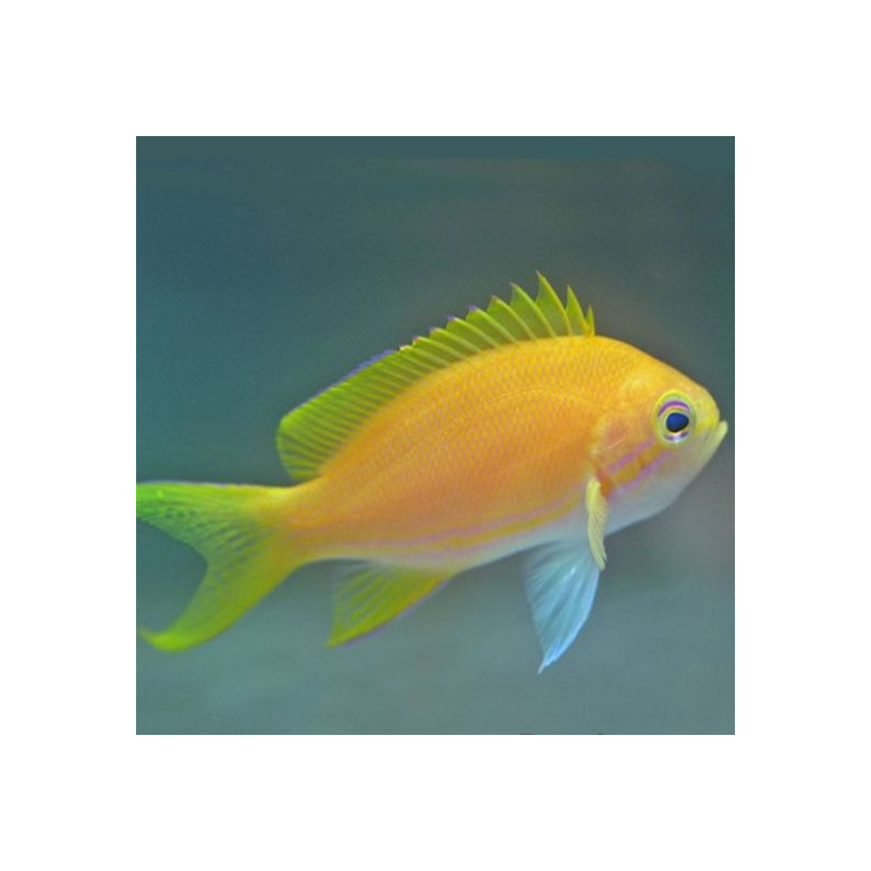 Pseudanthias Pleurotaenia Female Pseudanthias Pleurotaenia Female