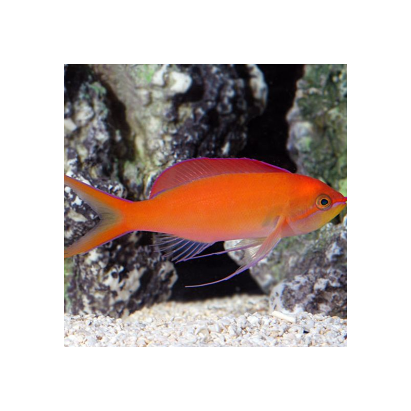 Mirolabrichthys Dispar ignitis Mirolabrichthys Dispar ignitis