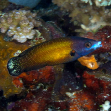 Labropsis Manabei