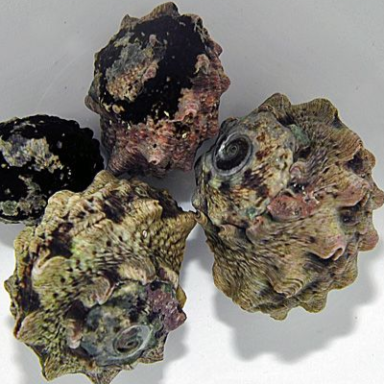 Lunella Coronata