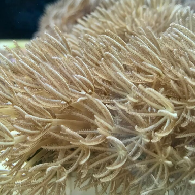 Anthelia sp Tiny Frag