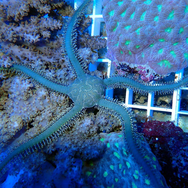 Ophiothrix Ophiothrix