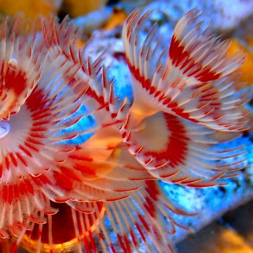 Protula Bispiralis Coco Worm White red orange M size