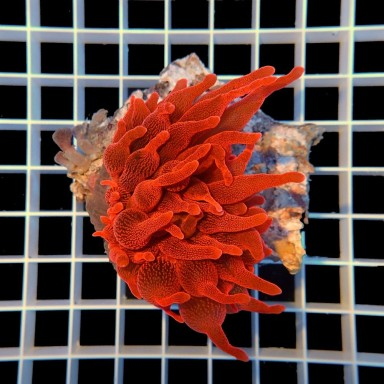 Entacmaea quadricolor Red M size