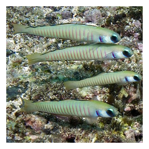 Ptereleotris Zebra