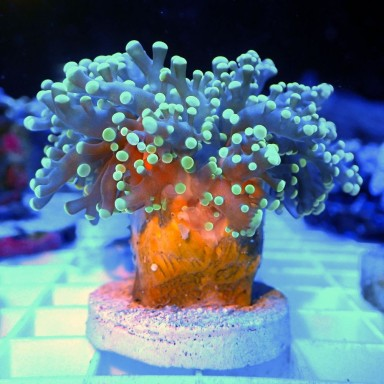 Euphyllia Divisa Ultragrün