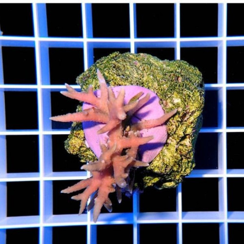 Seriatopora hystrix M size