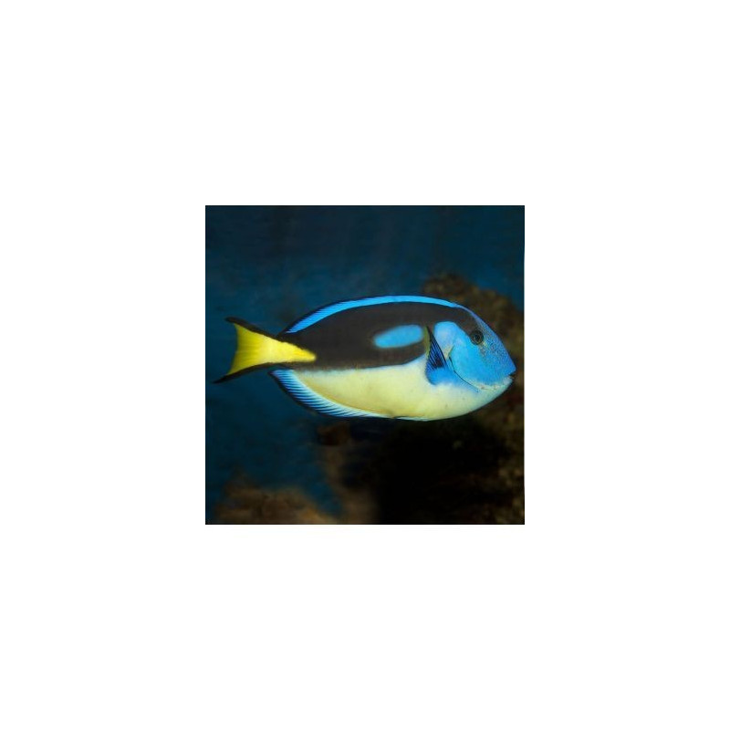 Paracanthurus Hepatus (M) Yellowbelly Paracanthurus Hepatus (M) Yellowbelly