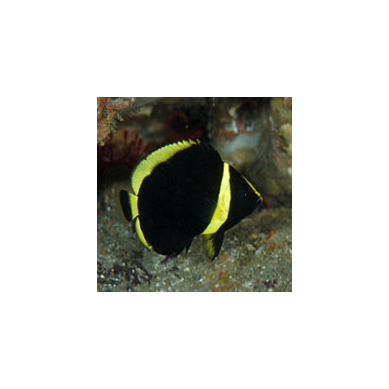 Chaetodontoplus Melanosoma (Juv) Chaetodontoplus Melanosoma (Juv)