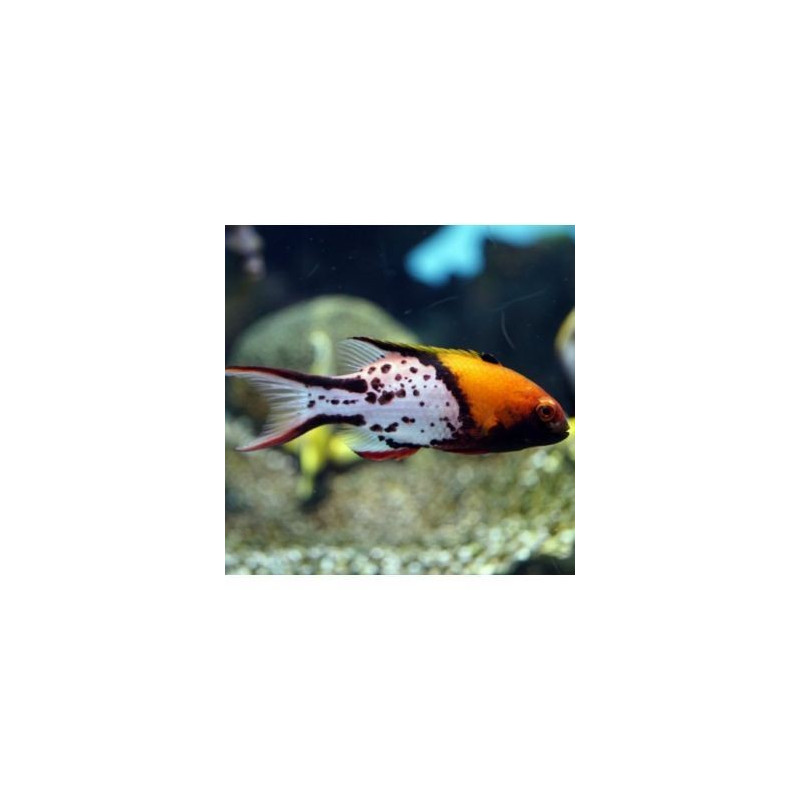 Bodianus Anthioides (S) Bodianus Anthioides (S)