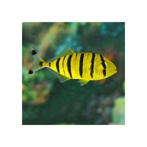 Gnathanodon Speciosus (M) 