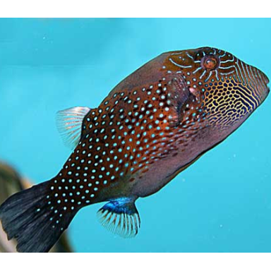 Canthigaster Amboinensis