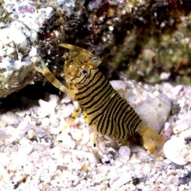 Gnathophyllum sp