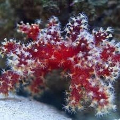 Nephthyigorgia sp Red Red Chilli Cactus Coral