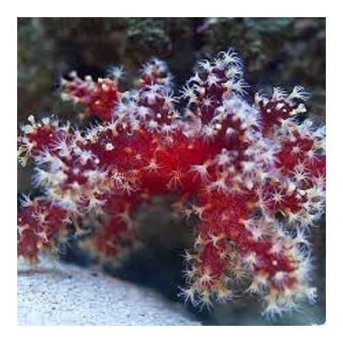 Nephthyigorgia sp Red Red Chilli Cactus Coral