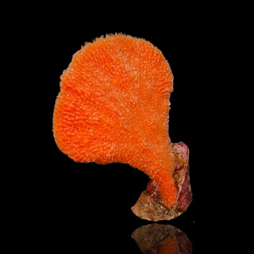 Phakellia Flabellata Orange Ear Sponge