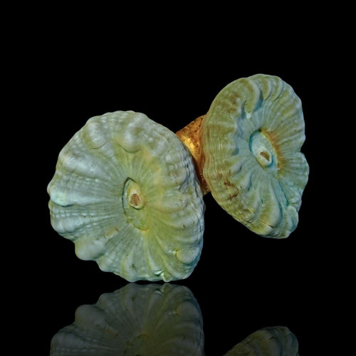 Caulastrea Green