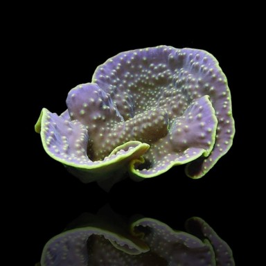 Turbinaria reniformis M size
