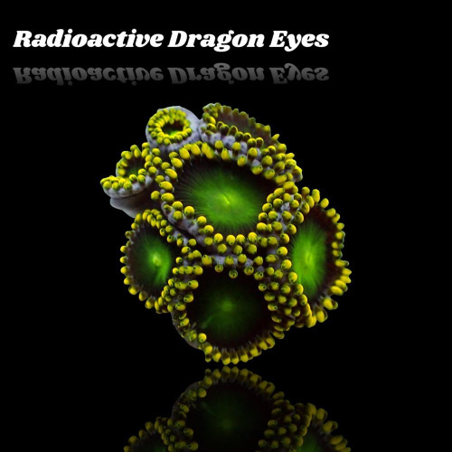 Zoanthus Radioactive Dragon Eyes