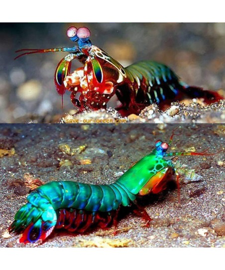 Odontodactylus Scyllarus