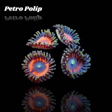 Zonathus Petro Polip