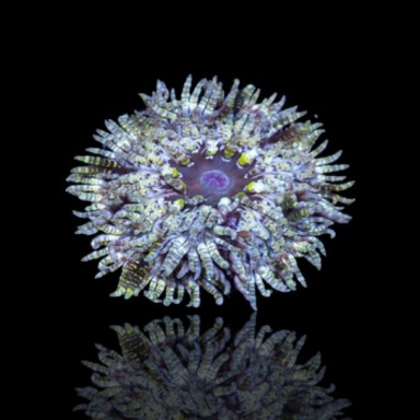 Heteractis Aurora sp