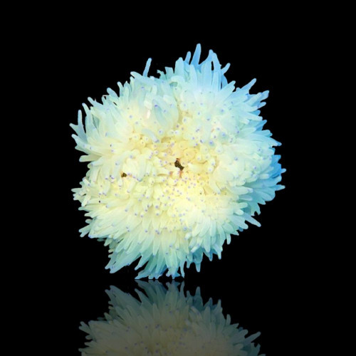 Heteractis Crispa Anemone White/Pink Tip L-size