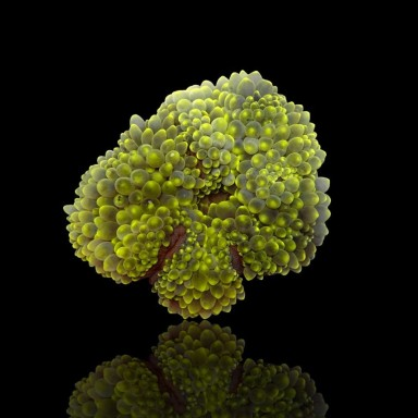 Entacmaea Quadricolor Anemone Green M-size
