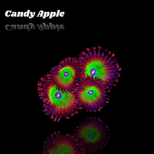 Zoanthus Candy Apple S size