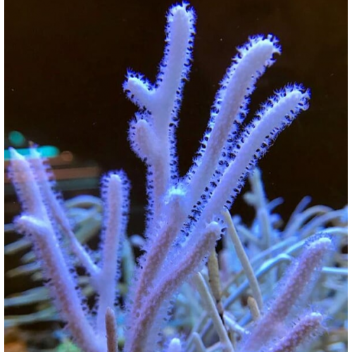 Euplexaura assorted gorgonia Singapore L size