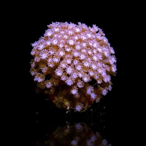 Goniopora Tenuidens Purple