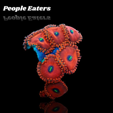Zoanthus People Eaters Red