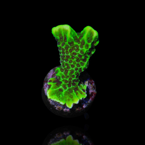 copy of Montipora Confusa...