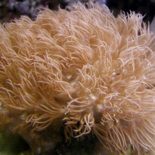 Erythropodium Caribaeorum
