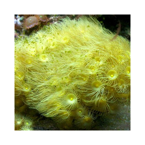 Parazoanthus spp. Tiny Frag