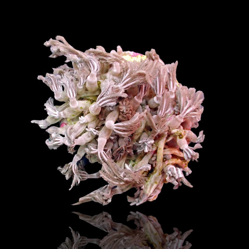 Clove Polyp sp. Tiny Frag