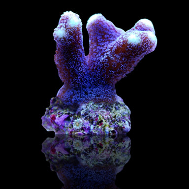 Stylophora Purple S-size