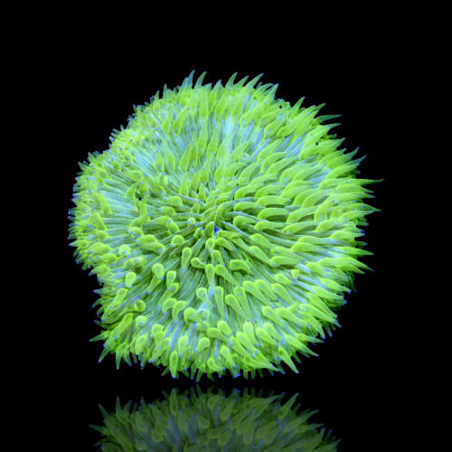 Fungia Sp Grün
