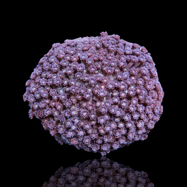 Goniopora Tenuidens Purple