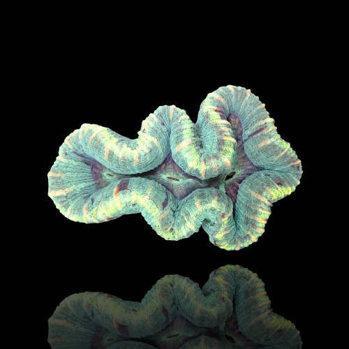 Trachyphyllia Geoffroyi sp.