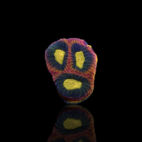 Favites Complanata Alien Eye|Dragon Soul