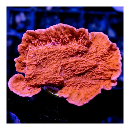 SPS - Hard Coral Pack (5 stuks)