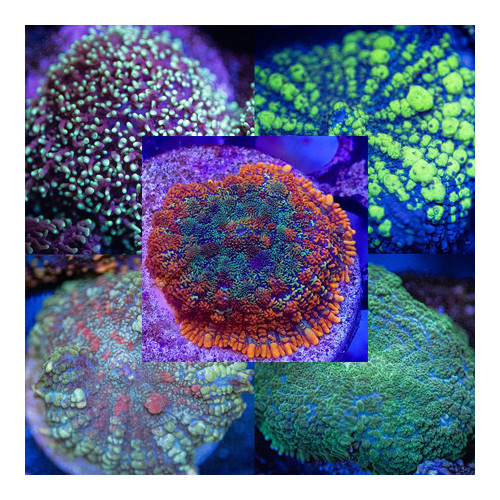 Rhodactis Pack (10 stuks)